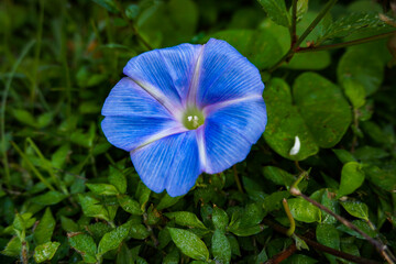 blue flower in the garden