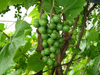 green apples on tree