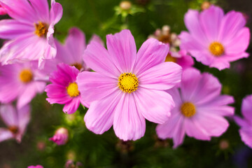 Obraz premium Pinke Sommerblume