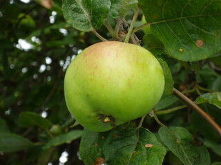 apples on a tree