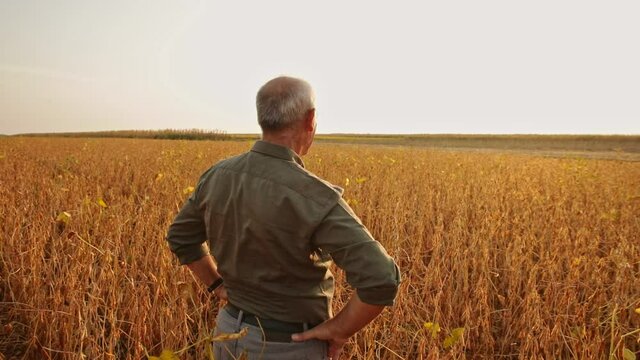 Rear view of senior farmer standing in soybean field examining crop at sunset.
