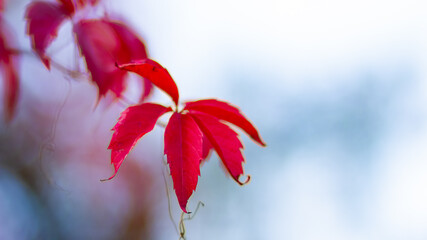 Red leaves of a wild grapes. Autumn leaves of wild grapes with blurred background. Autumn background. Copy space. Selective focus