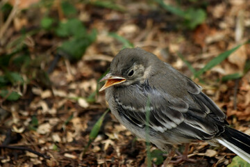 robin on the ground