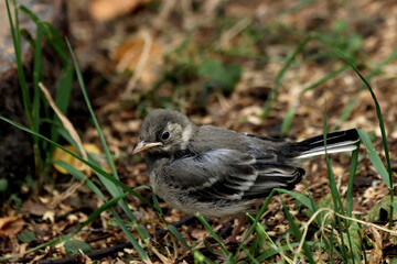 a small bird