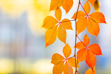 Obraz premium Red leaves of a wild grapes. Autumn leaves of wild grapes with blurred background. Autumn background. Copy space. Selective focus