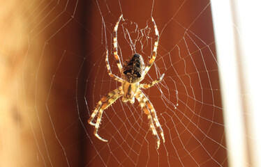 spider on web