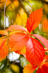 Red leaves of a wild grapes. Autumn leaves of wild grapes with blurred background. Autumn background. Copy space