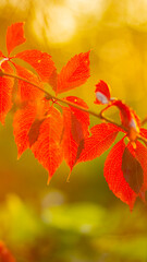 Red leaves of a wild grapes. Autumn leaves of wild grapes with blurred background. Autumn background. Copy space