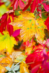 Red leaves of a wild grapes. Autumn leaves of wild grapes with blurred background. Autumn background. Copy space
