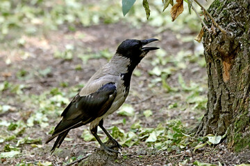 black winged blackbird