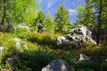 Alpenrosen blühen im Frühsommer im Vinschgau