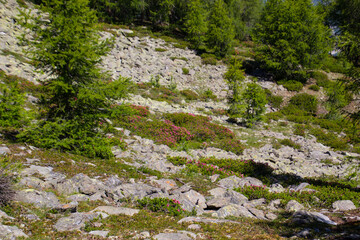 Alpenrosen blühen im Frühsommer im Vinschgau