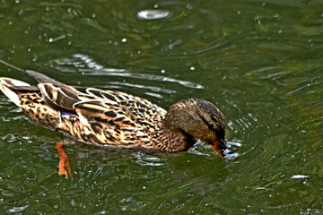 duck in the water