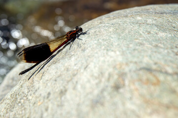 Dragonfly on a rock among a river in Hualien county, Taiwan.