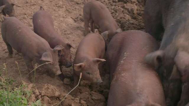 Brown Pigs Running Freely On Organic Farm