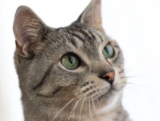 Obraz premium 可愛い瞳 サバトラ猫