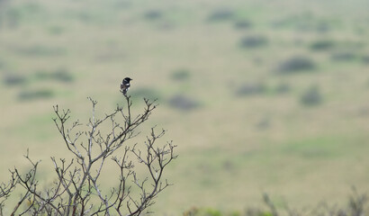 夏の高原の野鳥　　ノビタキ♂