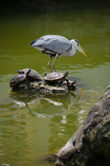 サギとカメ