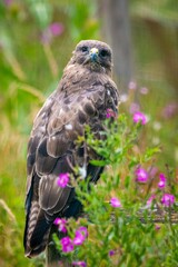 Buteo Buteo