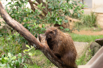 意外に可愛いヤマアラシ