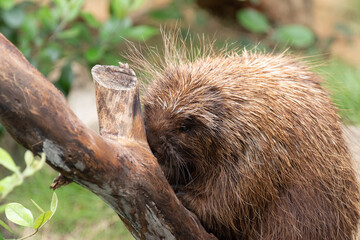 意外に可愛いヤマアラシ