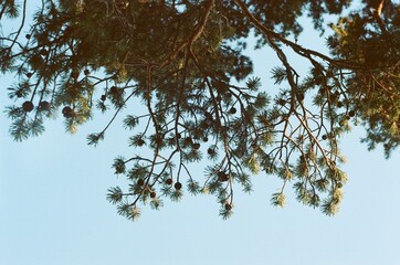 tree and sky