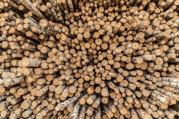 Pile of birch logs texture background