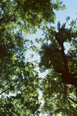 trees and sky