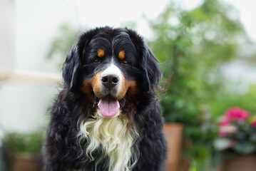 Berner Sennenhund