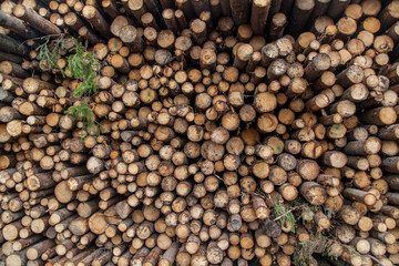 Pile of birch logs texture background
