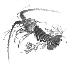 伊勢海老　Japanese spiny lobster