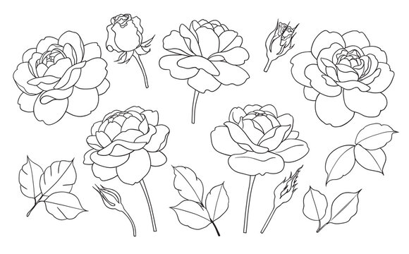 Rose Outline Simple Images – Browse 17,906 Stock Photos, Vectors, and Video | Adobe Stock Rose Outline Simple Images – Browse 17,906 Stock Photos, Vectors, and Video | Adobe Stock