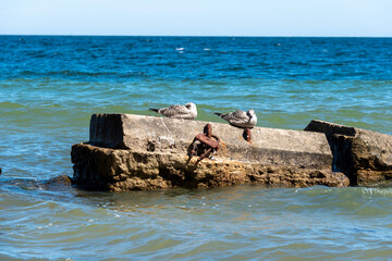 Möwen schlafen auf einem Bunker
