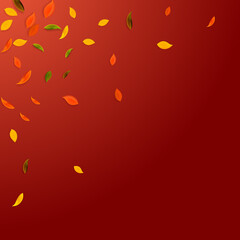 Falling autumn leaves. Red, yellow, green, brown c