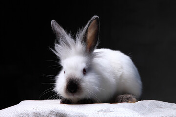 white rabbit with dark spots on the ears and muzzle on a dark background sitting on a white cloth