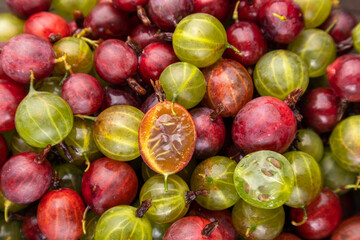 red and green gooseberry background