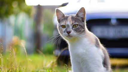 Fototapety na wymiar - Fototapeta24.pl