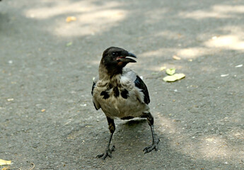 crow on the beach