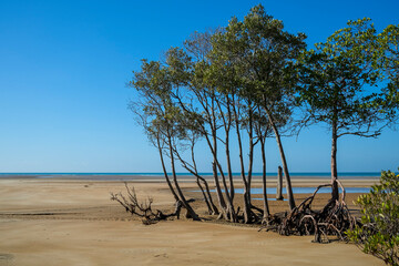 Fototapeta na wymiar Mangrove trees on a beach at low tide, near Darwin, Northern Territory, Australia