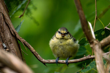 Cute juvenile Eurasian blue tit bird in the green forest foliage with beautiful colorful plumage finding food on the branches.