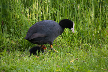 Young Eurasian coot (Fulica atra) hiding under parent foraging in lawn