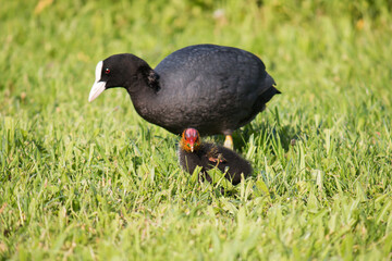 Adult and young Eurasian coots (Fulica atra) standing in grass