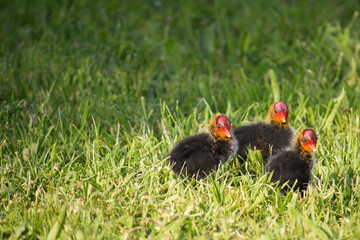 Three Eurasian coot (Fulica atra) chicks stending in the grass