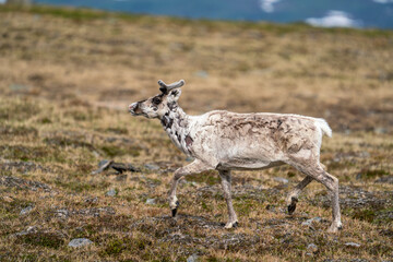 Naklejka na ściany i meble Majestic White reindeer in Mountains running With smal antlers changing fur color to Winter skin in Padjelanta National Park, Northern Europé.
