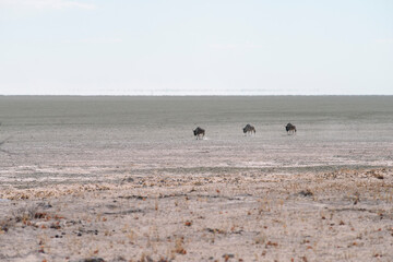 Fototapeta na wymiar three antelopes in desert