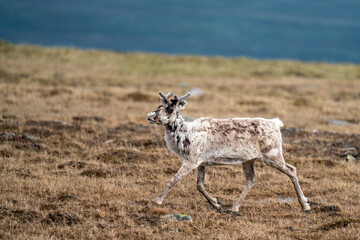 Majestic White reindeer in Mountains running With smal antlers changing fur color to Winter skin in Padjelanta National Park, Northern Europé.