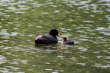 Adult Eurasian coot (Fulica atra) feeding chick in the water