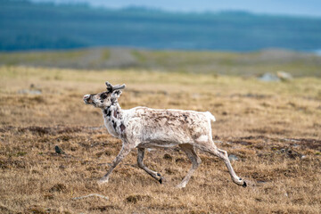 Majestic White reindeer in Mountains running With smal antlers changing fur color to Winter skin in Padjelanta National Park, Northern Europé.