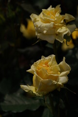 Yellow Flower of Rose 'Sun Goddess' in Full Bloom
