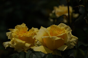 Yellow Flower of Rose 'Sun Goddess' in Full Bloom
